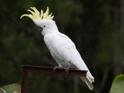 Cacatua galerita (Sulphur-crested Cockatoo).jpg